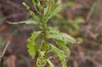 American burnweed